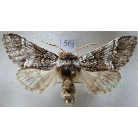 Drymonia dodonaea (Denis & Schiffermüller, 1775) male Dąbrówka dodona Czech56j